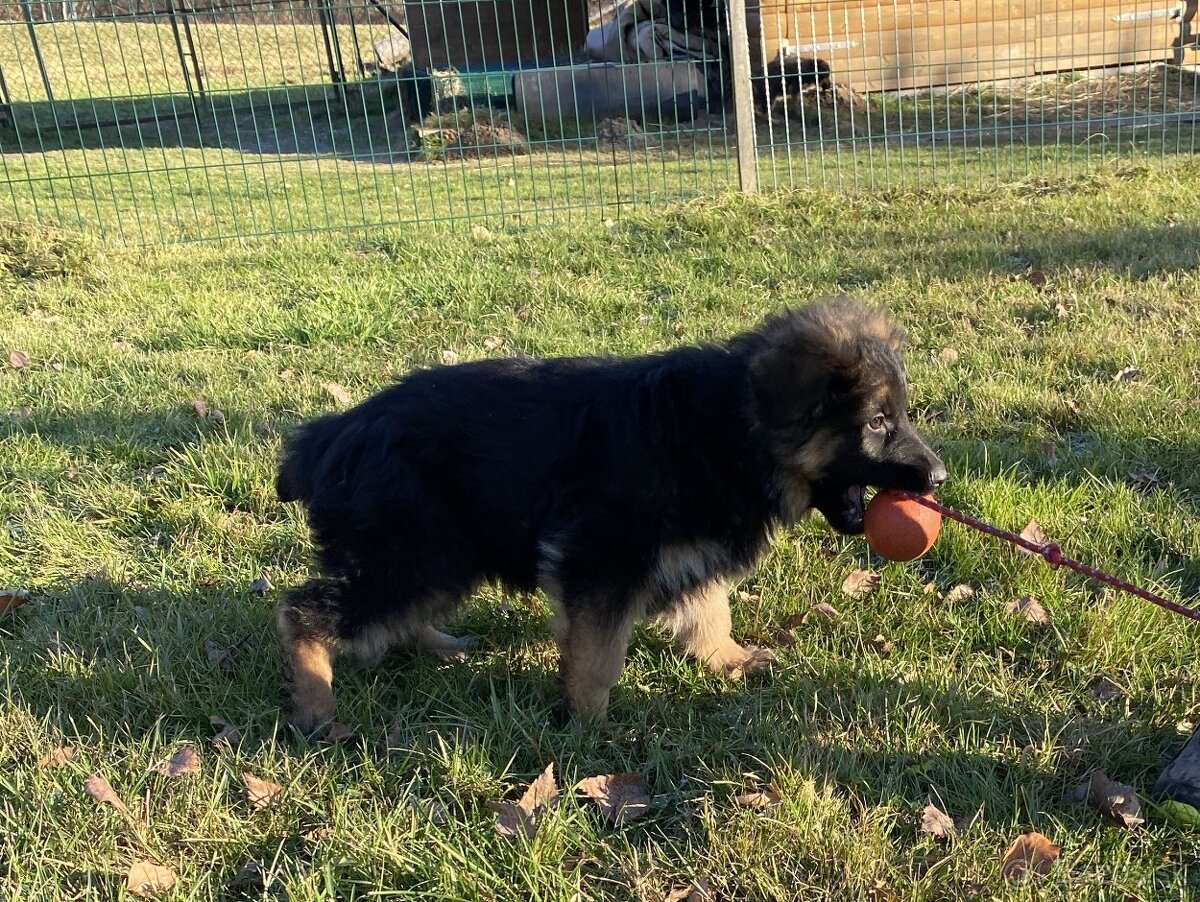 Nemecký ovčiak s PP - 6