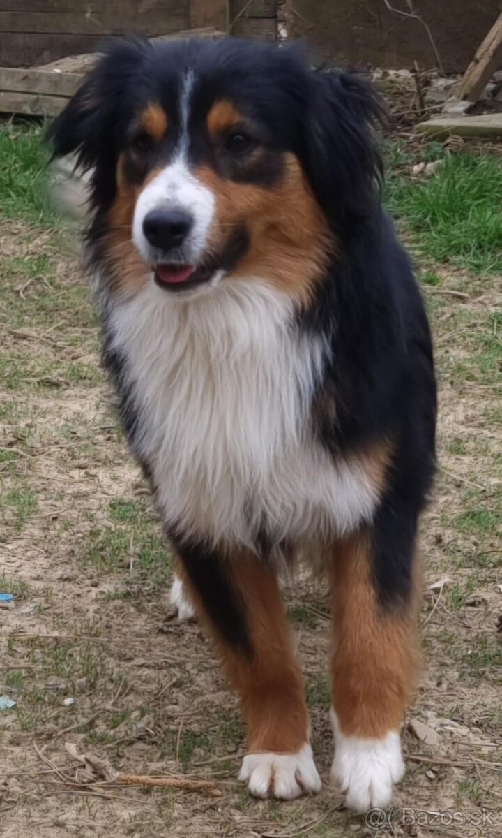 Miniatúrny americký ovčiak s pp - 6