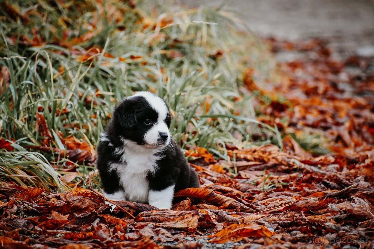 Miniatúrny americký ovčiak - 6