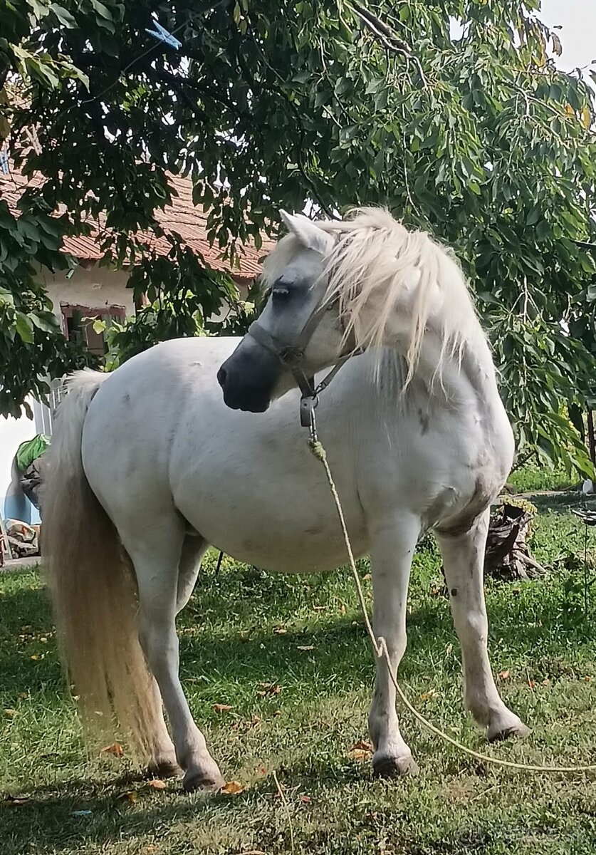 Predám poníka - 6