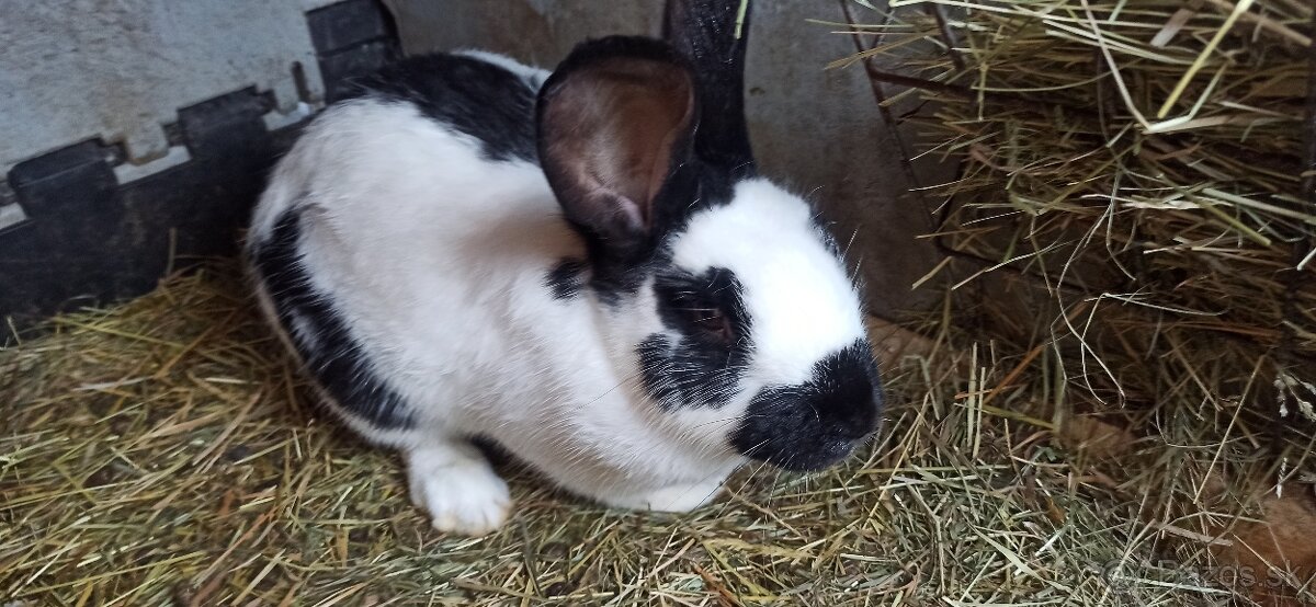 Predám králiky 2 samice - 6