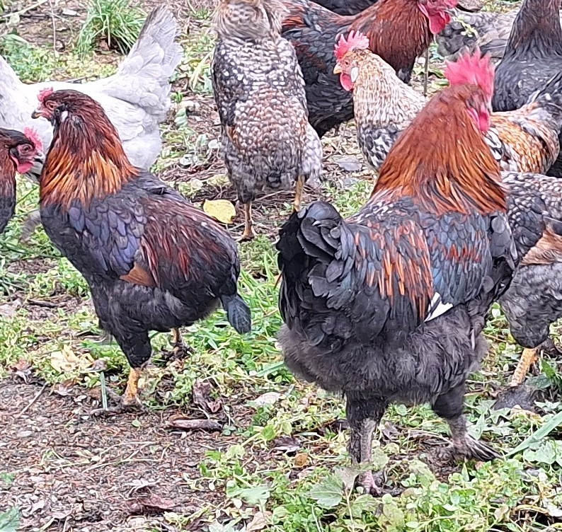 Kohuty Marans Medenokrka - 6