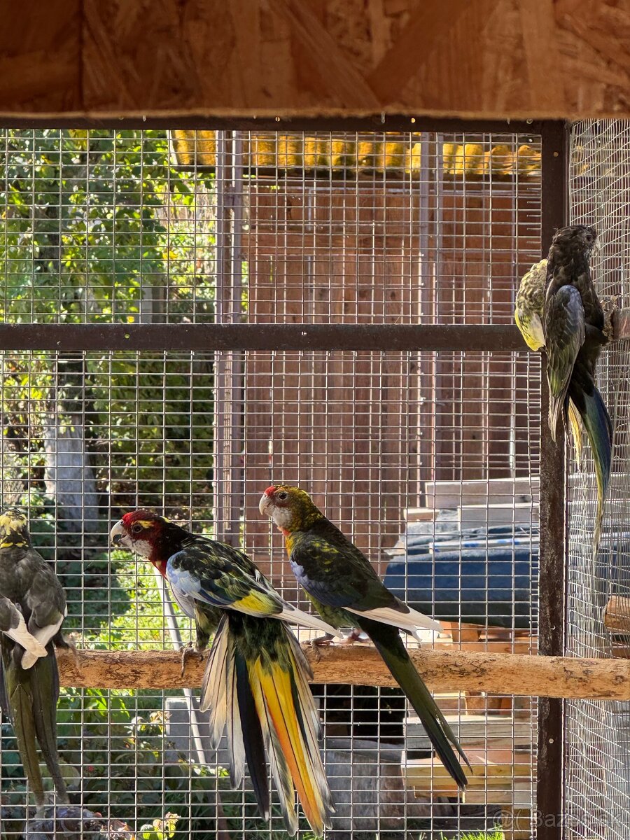 Rozela pestrá čierna straka - 6