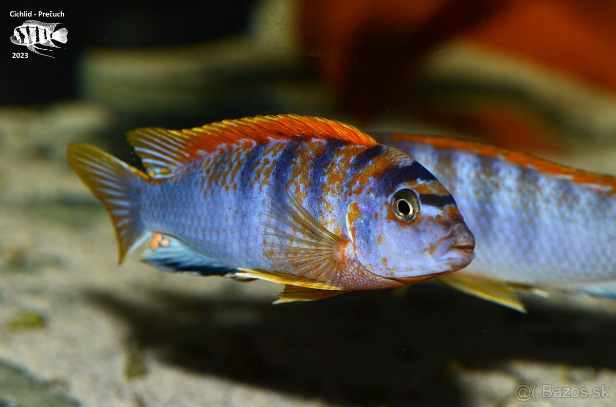 Africké cichlidy Malawi - 6