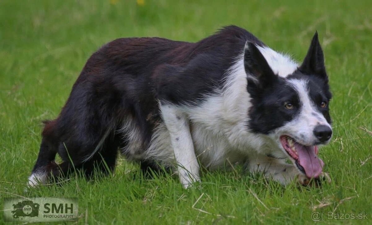 Border kólia s PP - 6