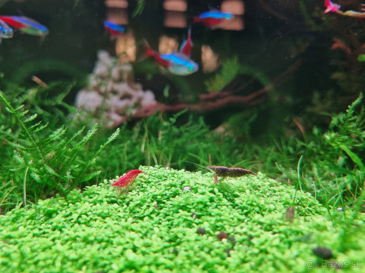 Predam rastliny do akvaria - 6