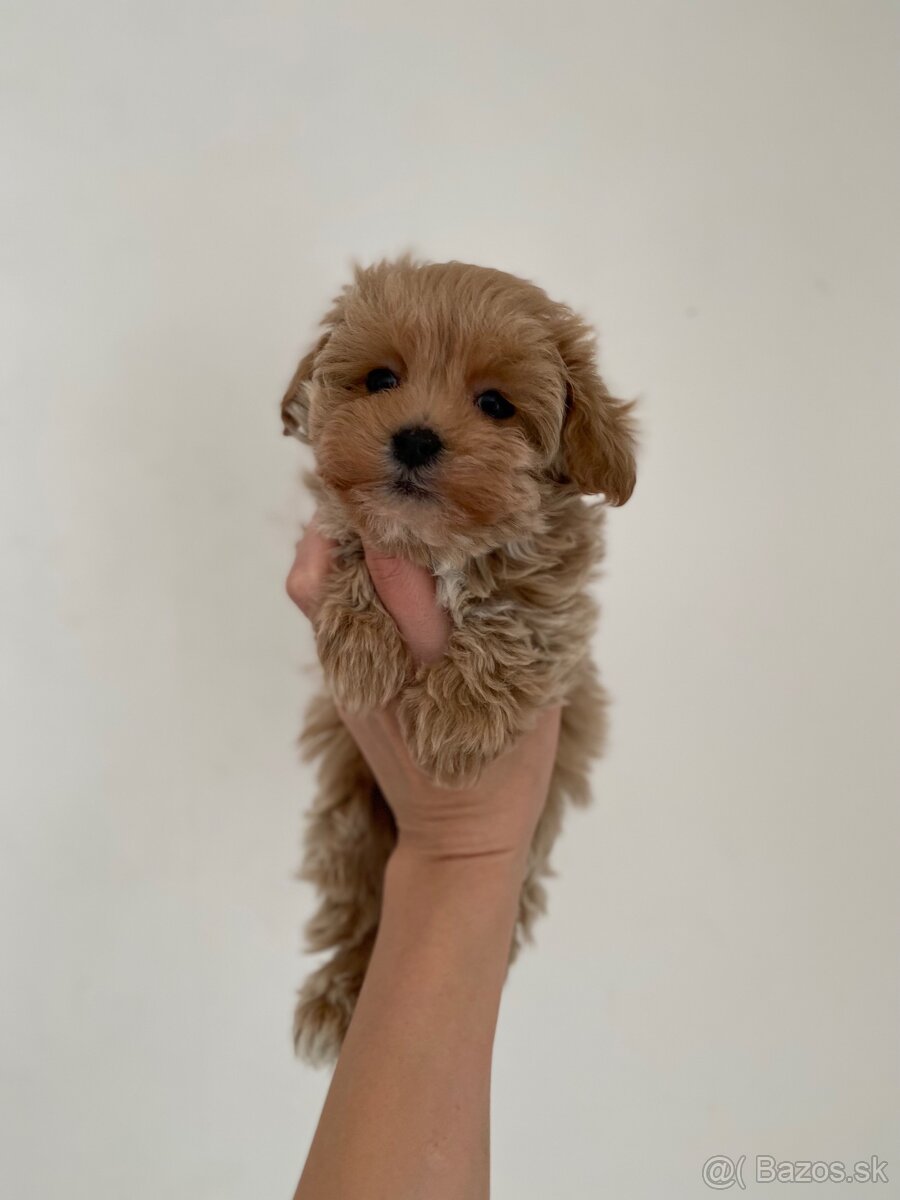 Extra mini toy Maltipoo Pudel - 6