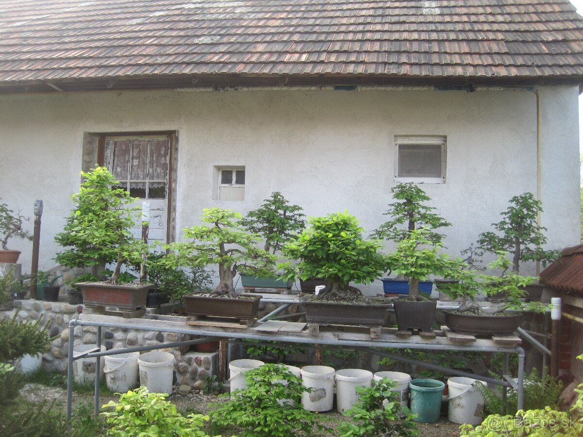 bonsai,bonsaj-hrab 9 - 6