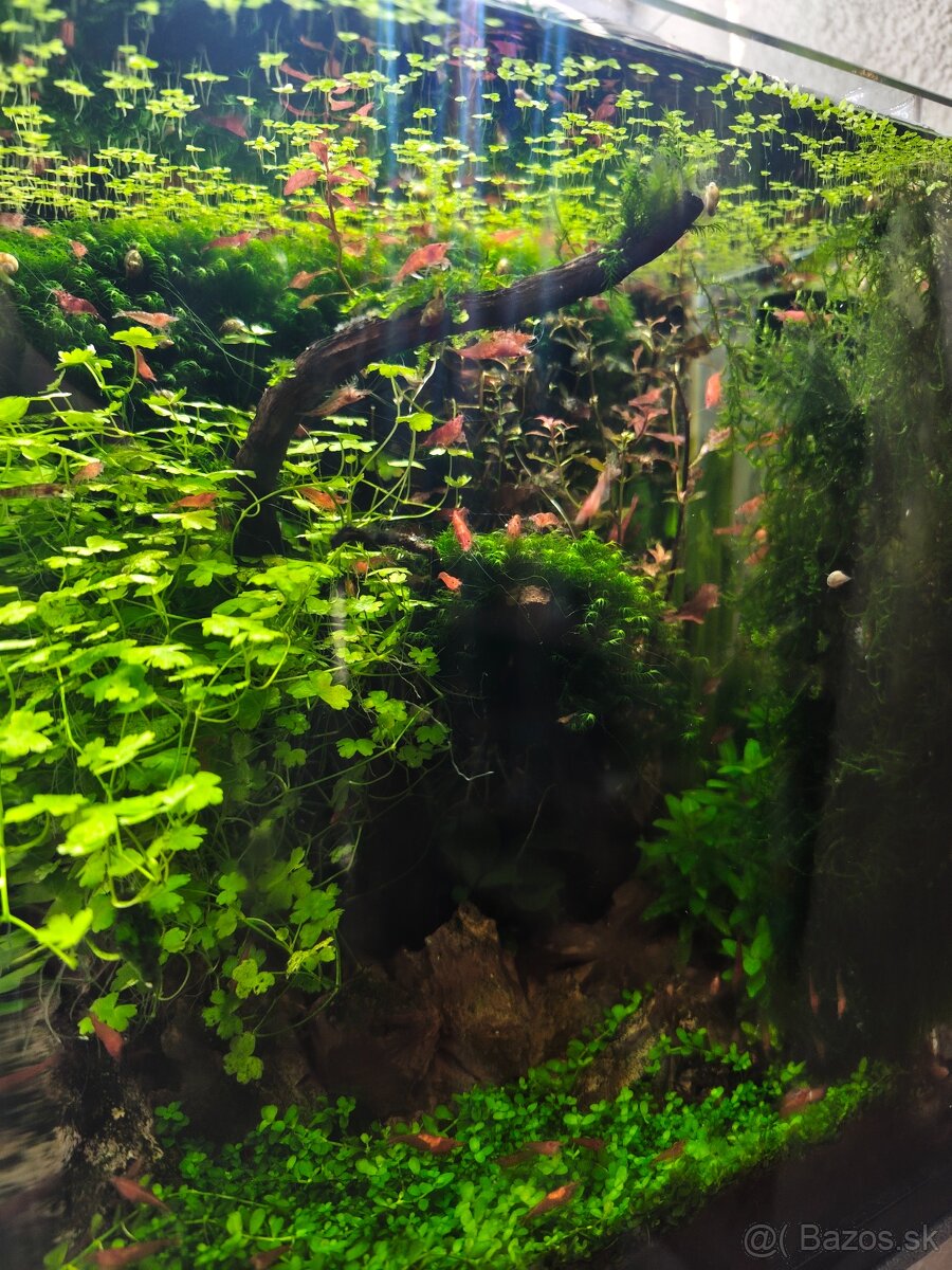 Akvárium 30l - Invital - 6