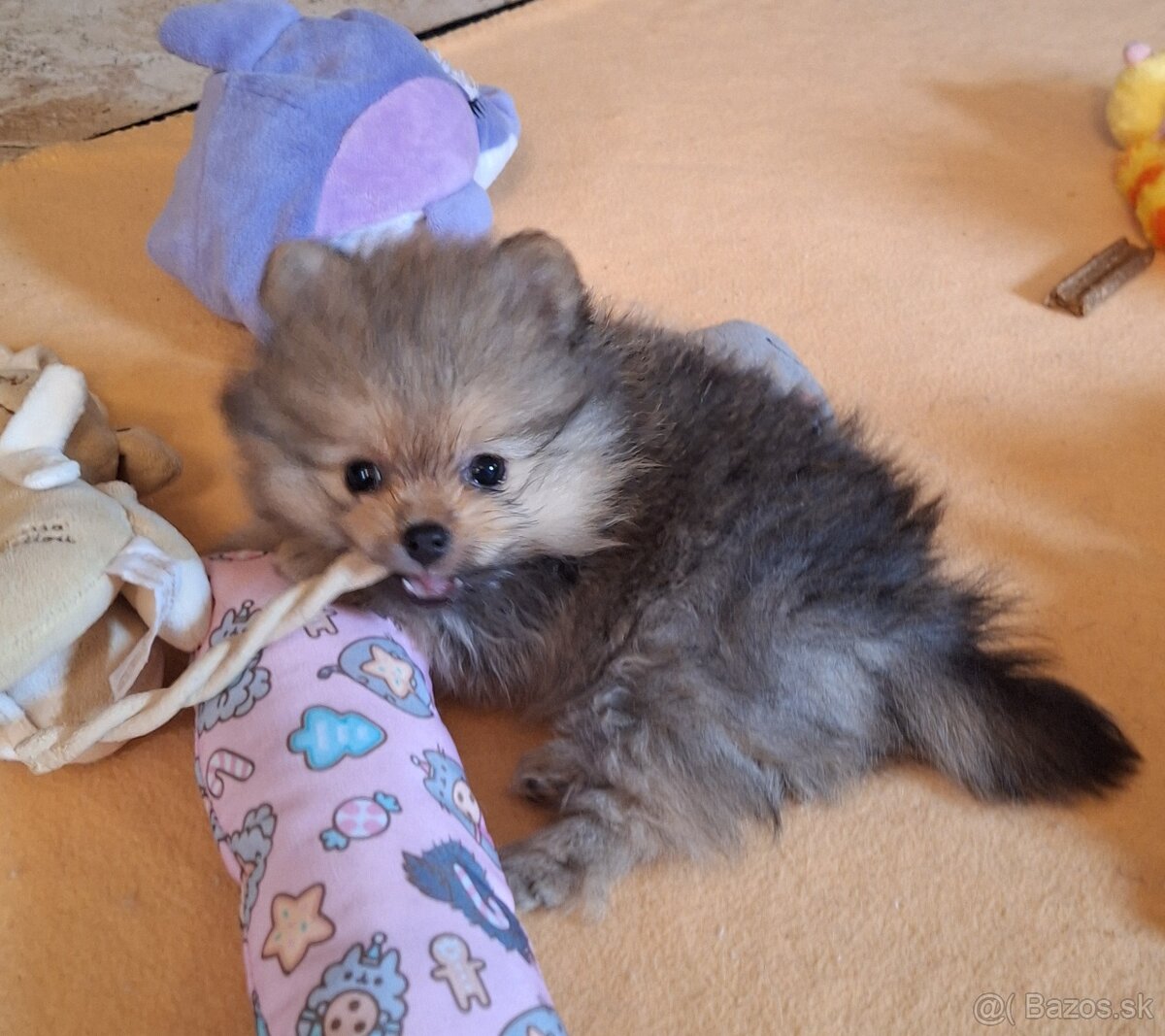 Pomeranian s PP - 6