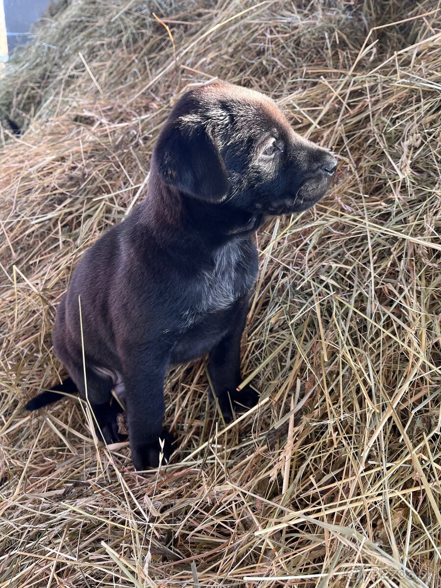 Darujem steniatka - 6