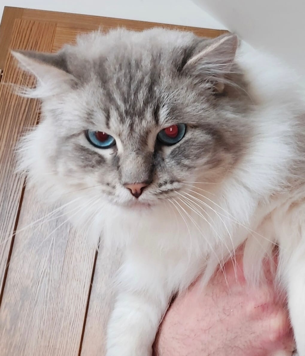 Ponukam ragdoll kocurov na krytie - 6