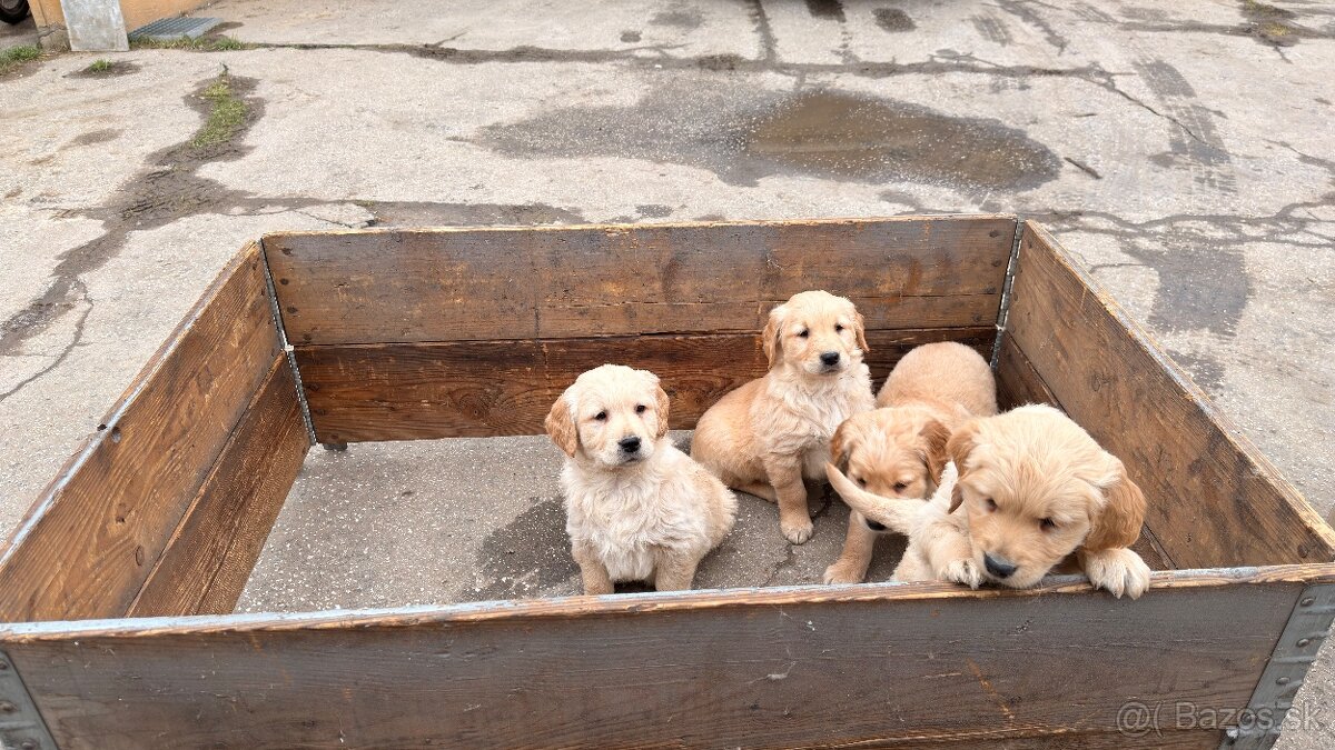 Zlatý retriever - 6