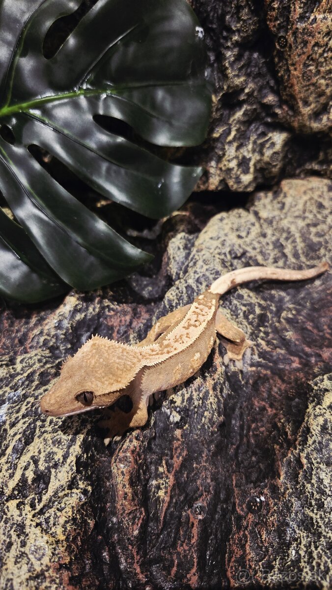 pagekón riasnatý - 6