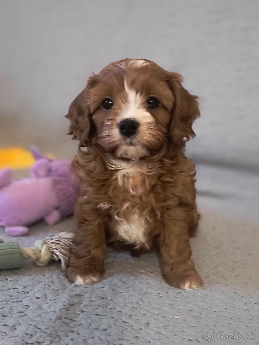 Cavapoo - 6