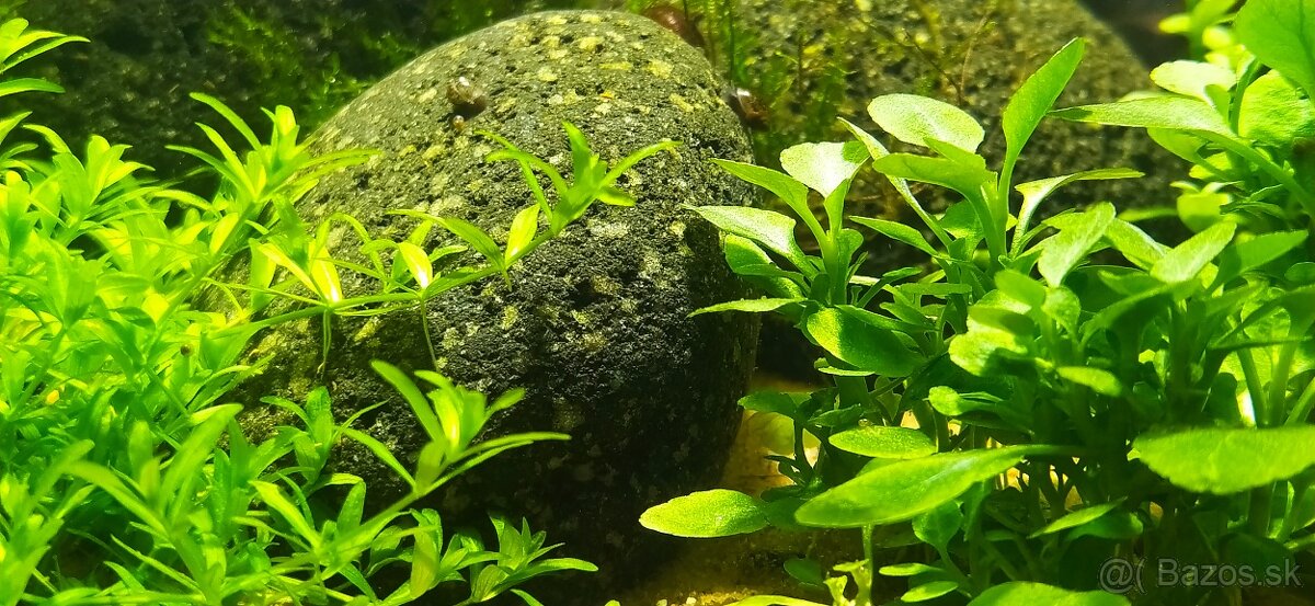 Low Tech akvárium s krevetkami - 6