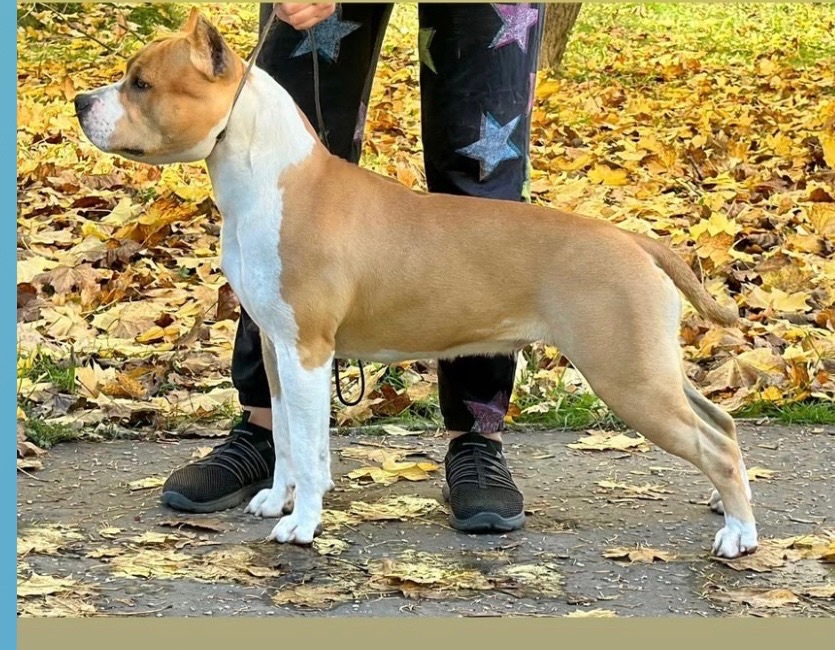 Americký Stafordšírsky teriér s PP 🐾🩷🩵🐶 - 6