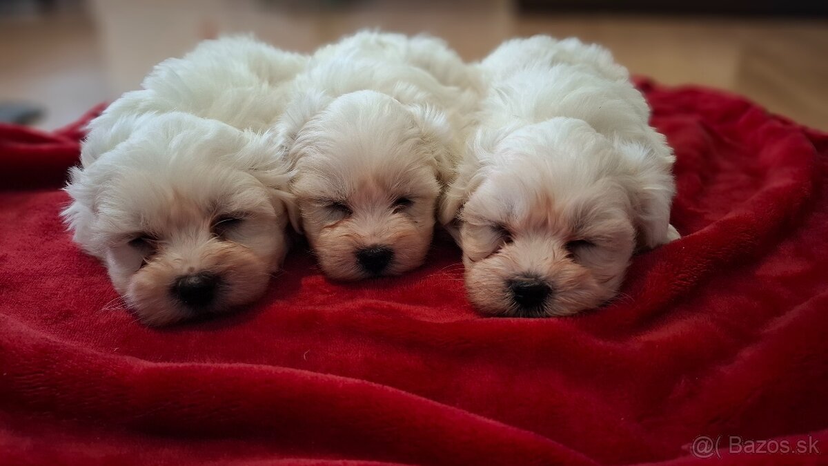 Maltézsky psík, maltezák - 6