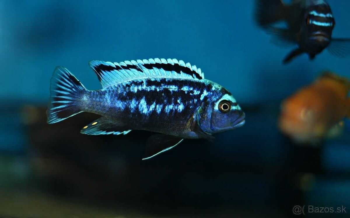 Rybky malawi - 6
