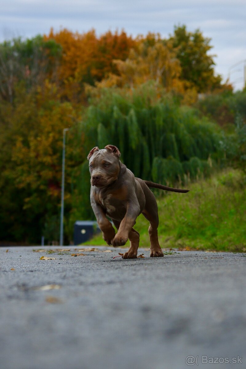 American Bully XL (Pitbull XXL) - 6