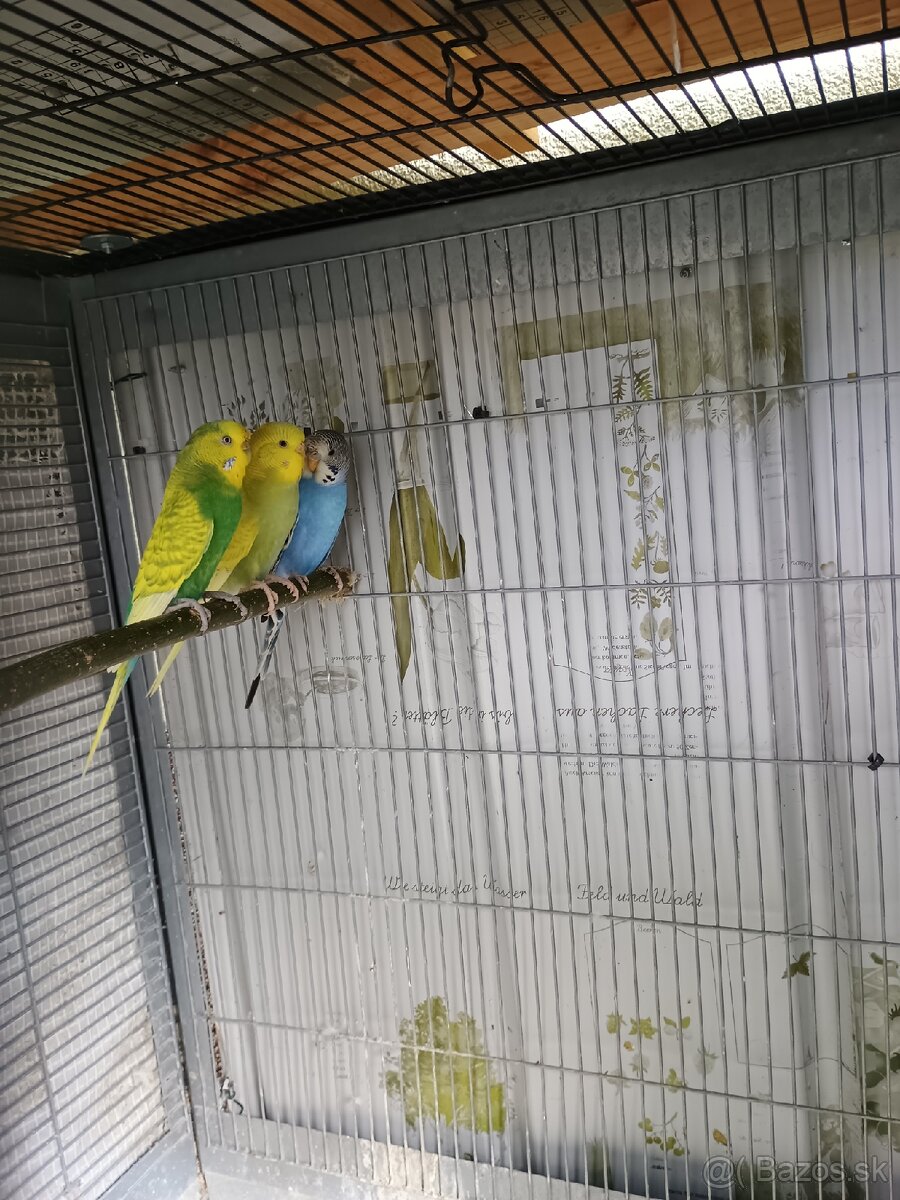 Predám mladé andulky - 6