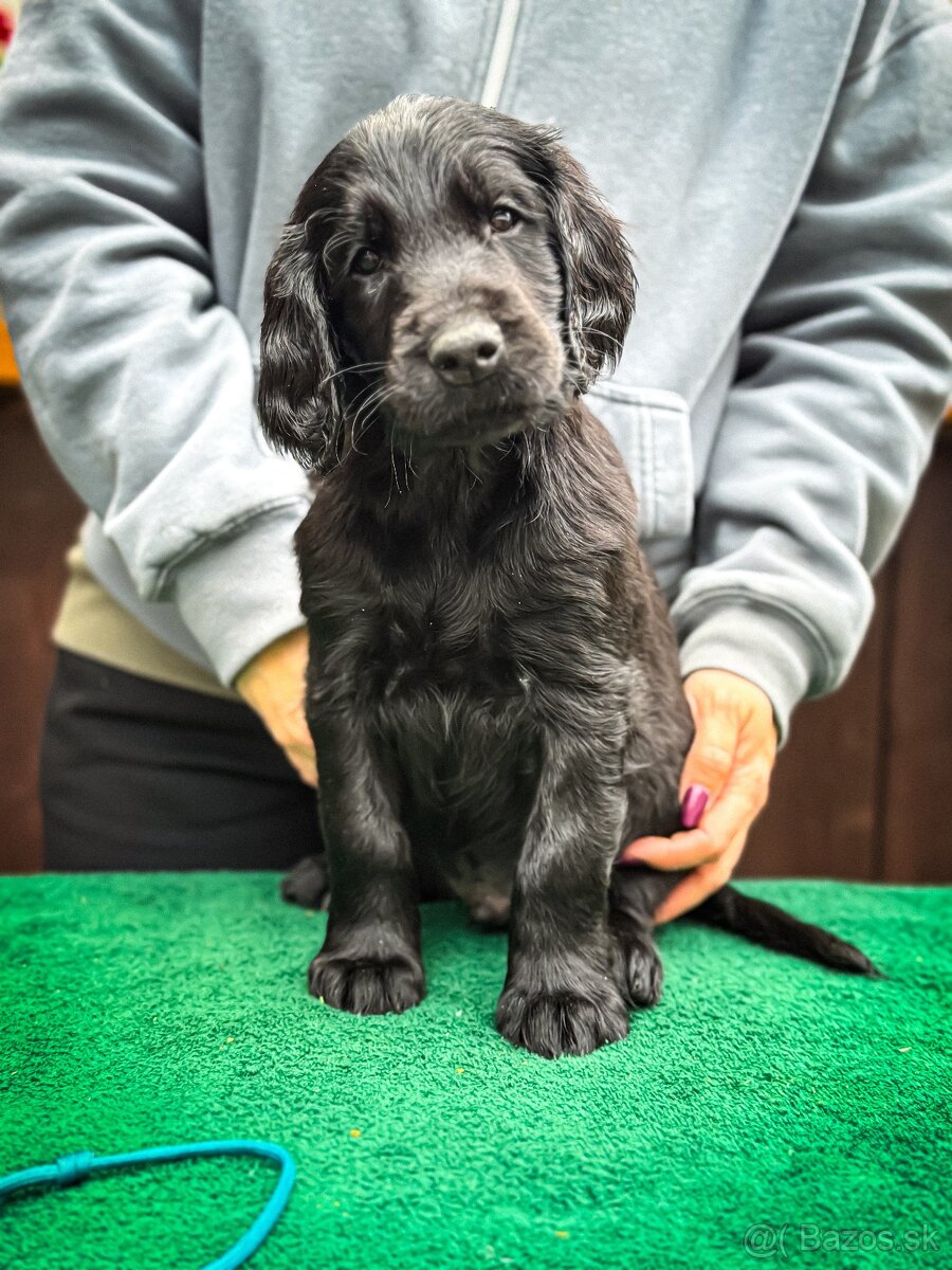 Flat Coated Retriever s PP - 6