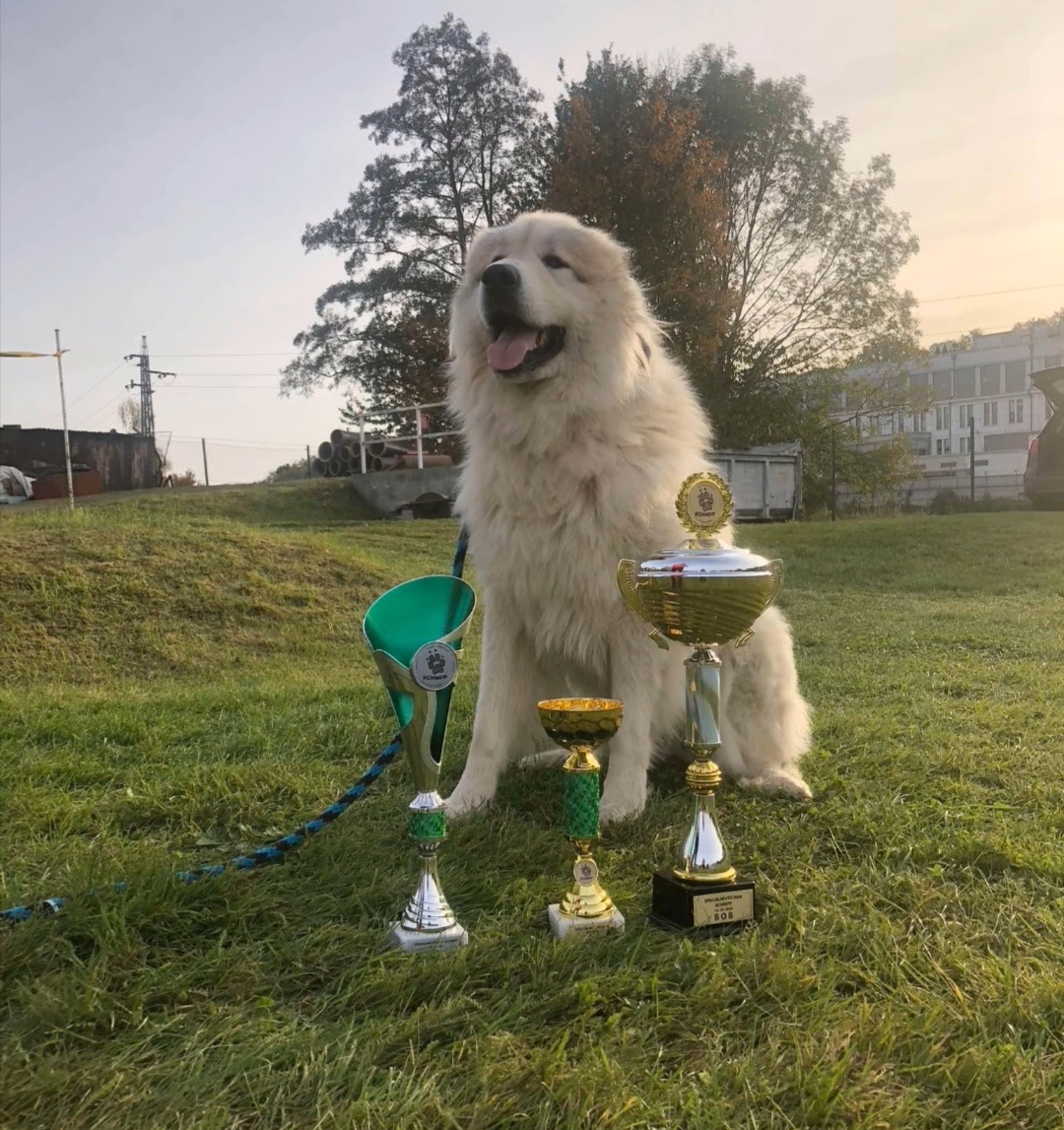 Pyrenejský horský pes - 6