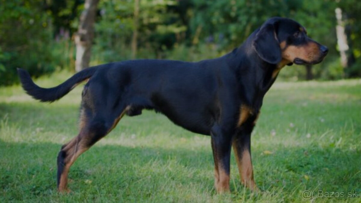 Darujem šteniatka - 6