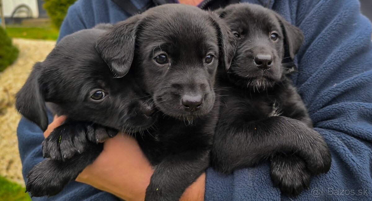 Steniatka Labrador - 6