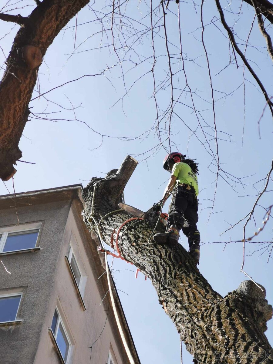 Výrub a opilovanie stromov LACNO A BEZPEČNE - 6