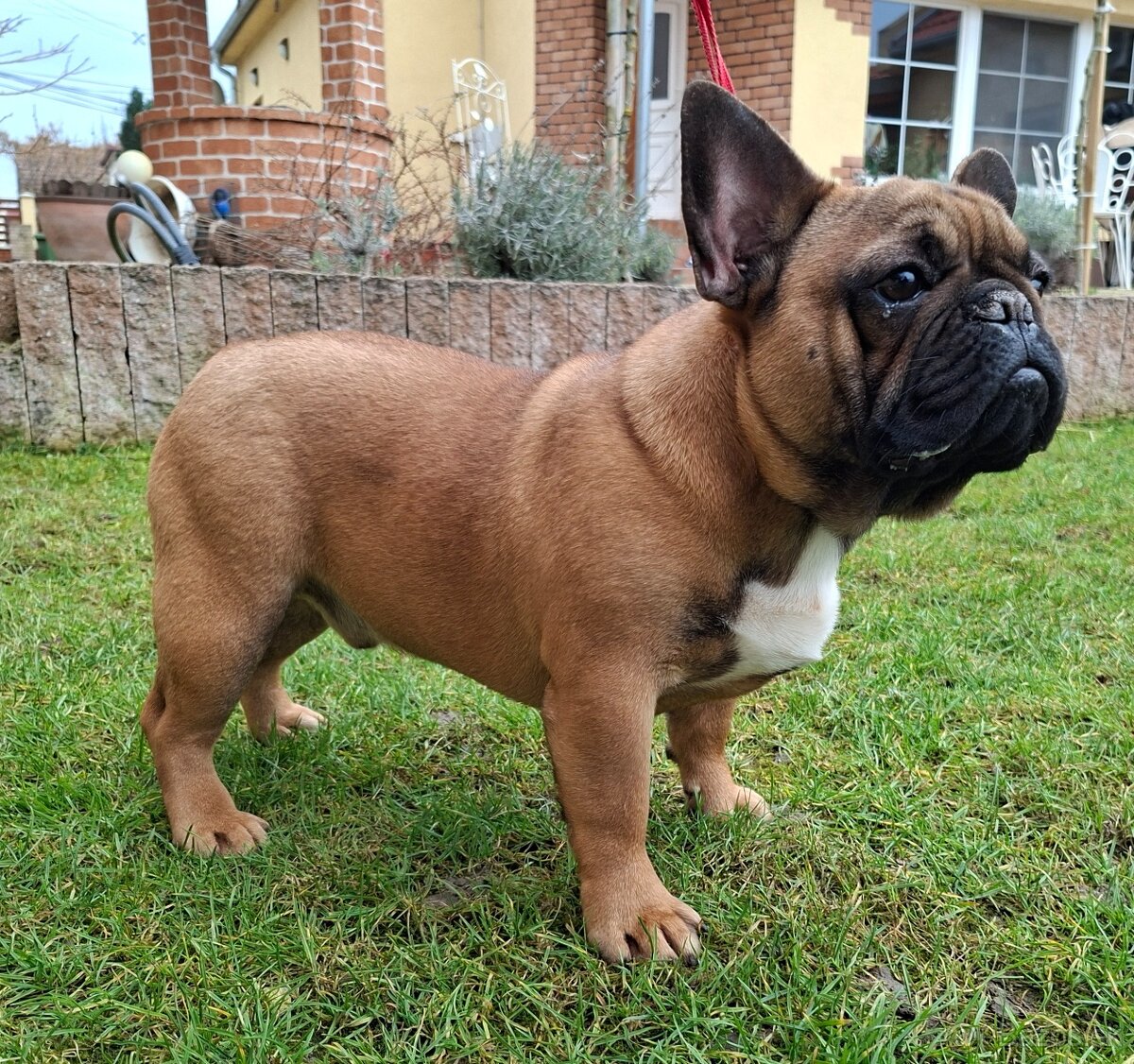 Francouzsky buldoček s PP - psík - 6