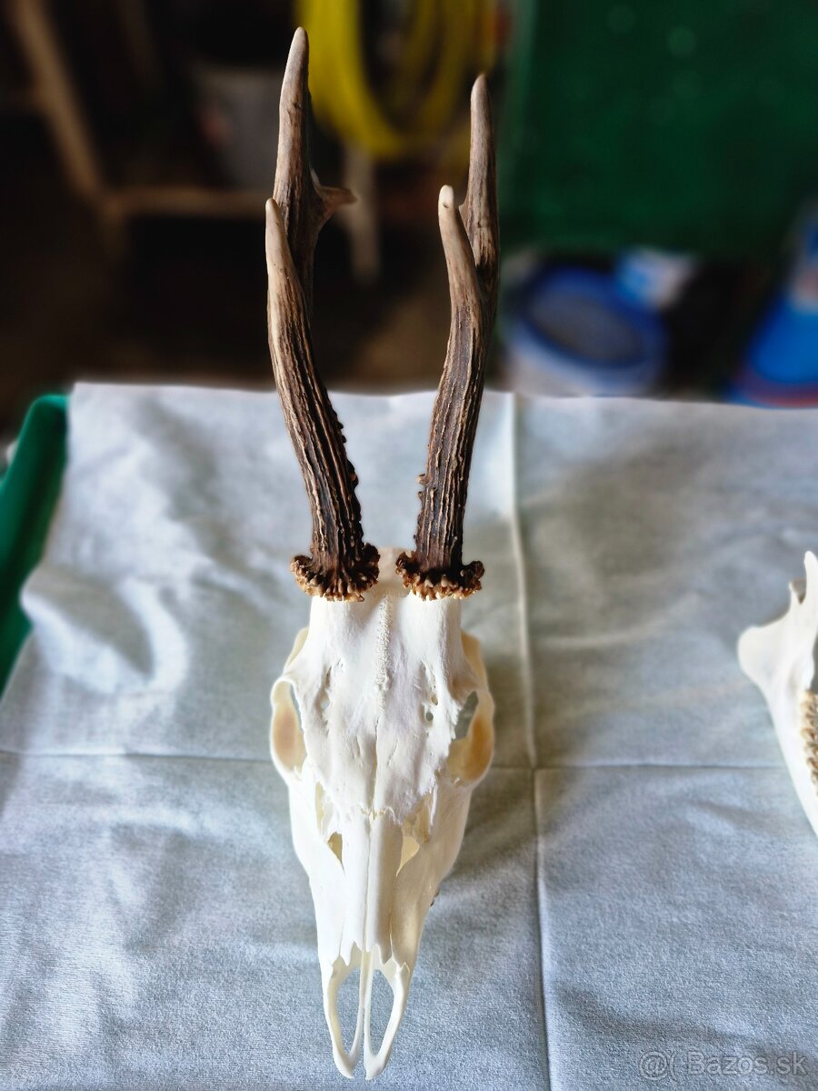 Poľovnícke trofeje - 6