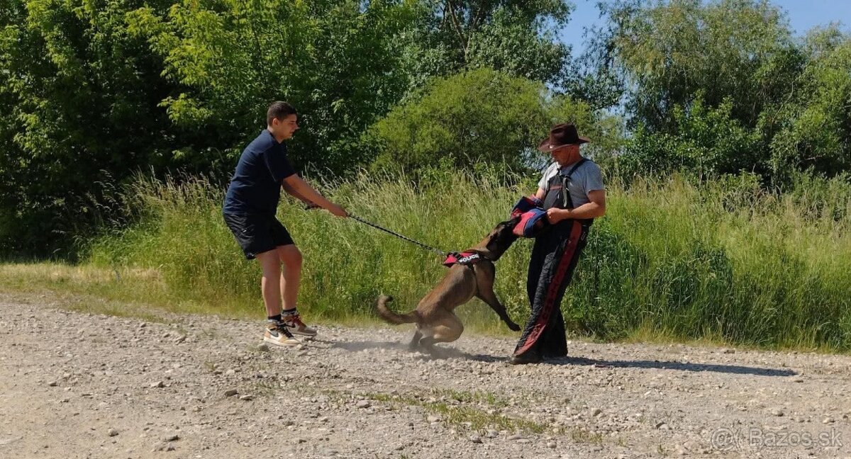 Belgický ovčiak Malinois - 6