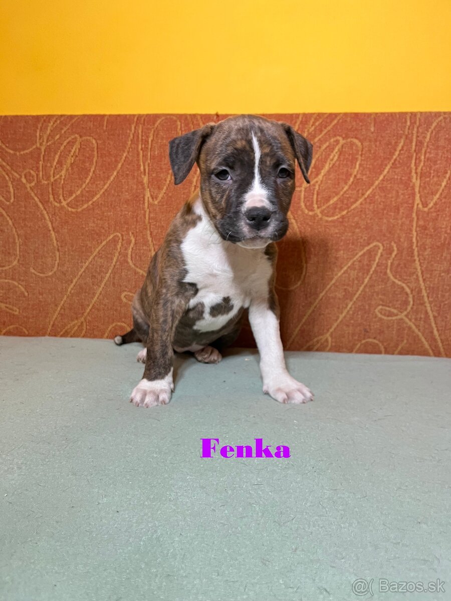 Americky Stafordšírský Terier šteniatka s PP - 6