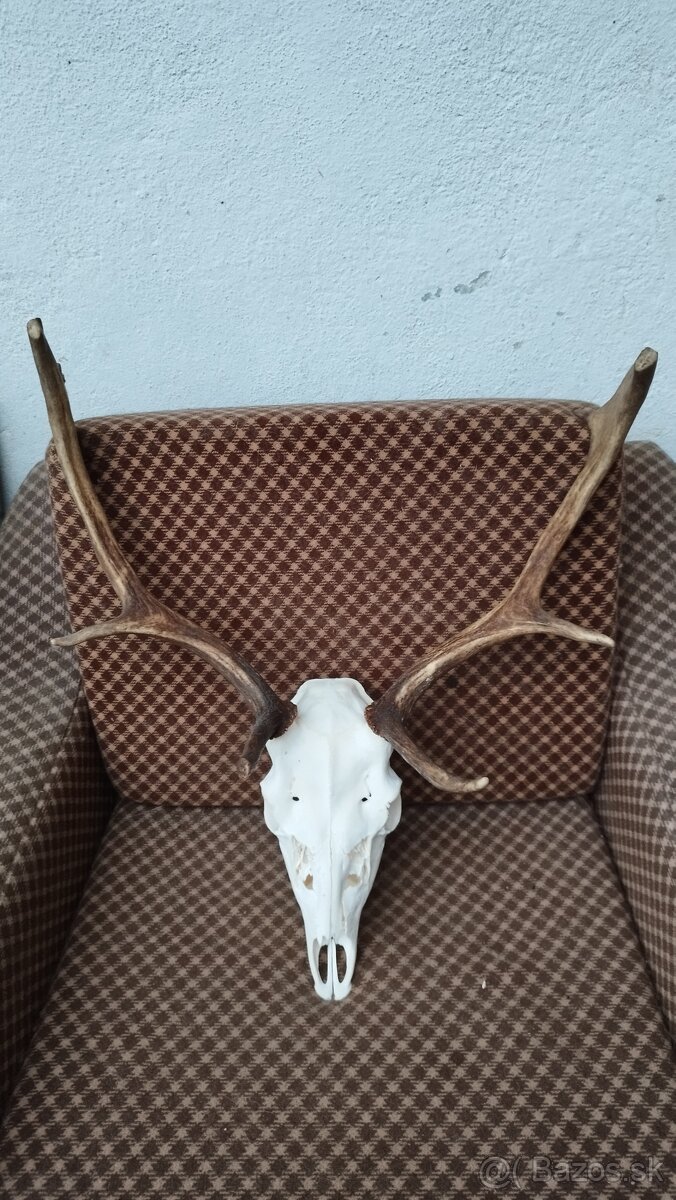 Predám trofej Daniela parožie zhody trofeje. - 6