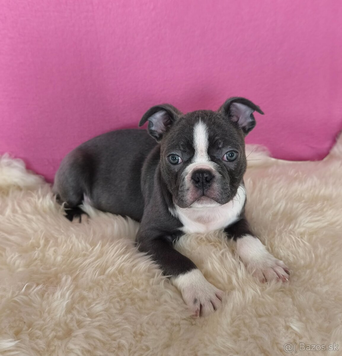 Bostonský teriér Modré šteniatka z PP - 6