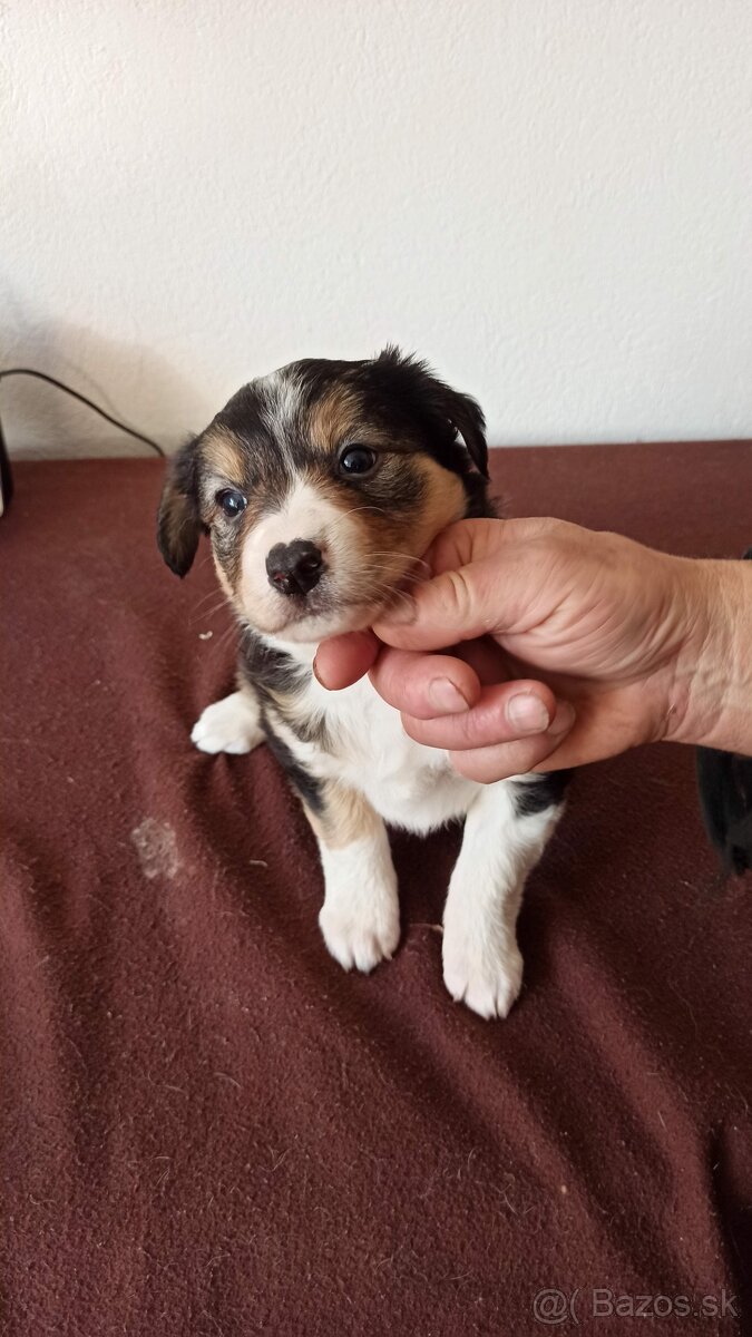 Border kólia trikolór - 6