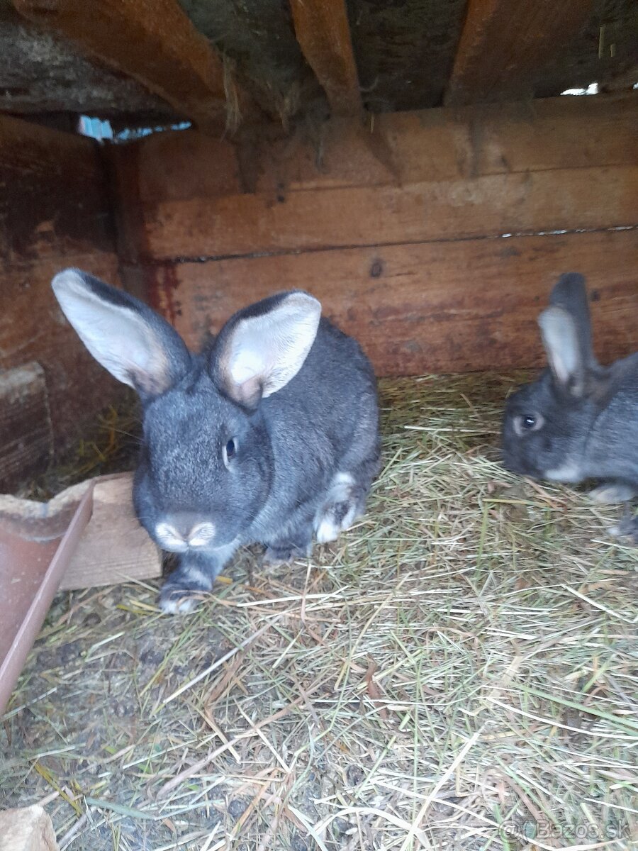Zajace - belgický obor - 6