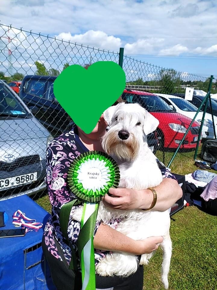 Bradač malý čierny s rodokmeňom - 6