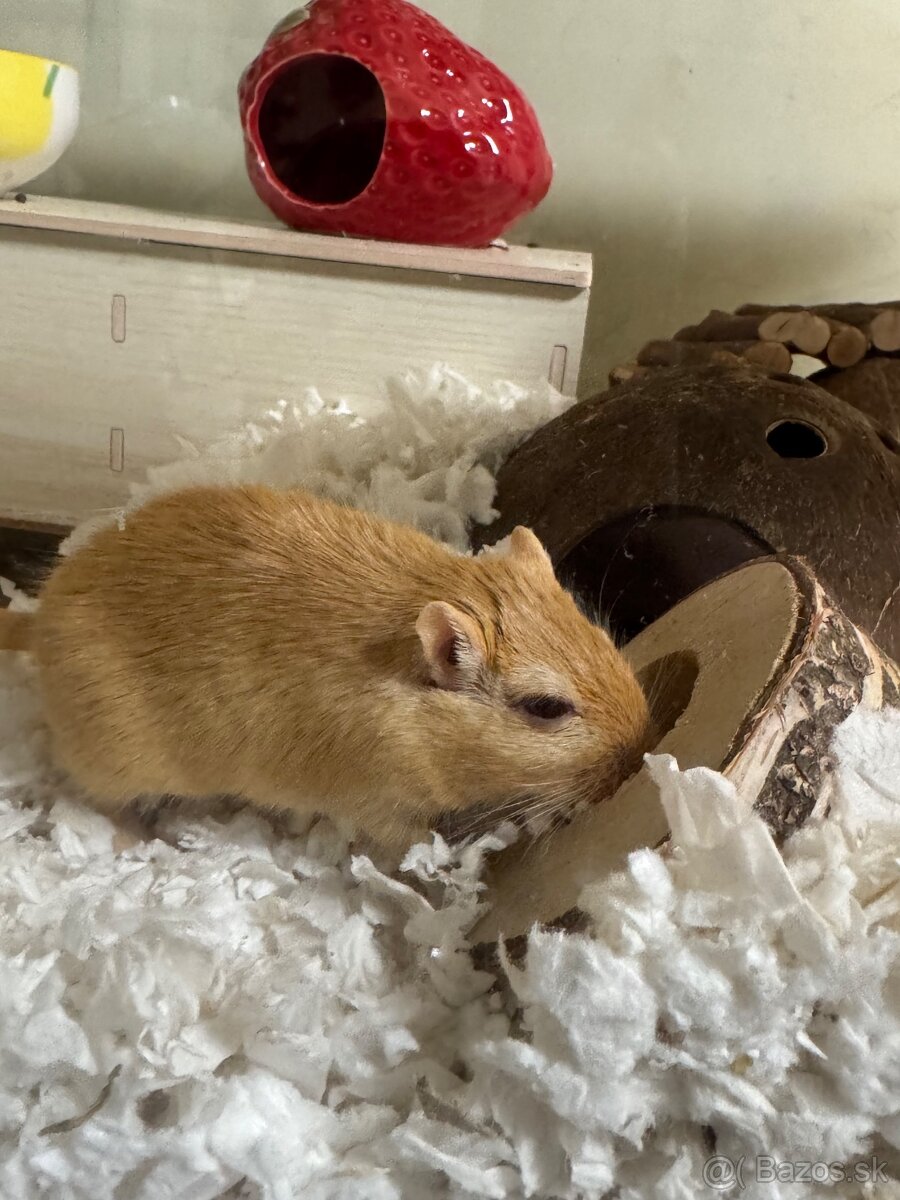 Pieskomily- darujem - 6