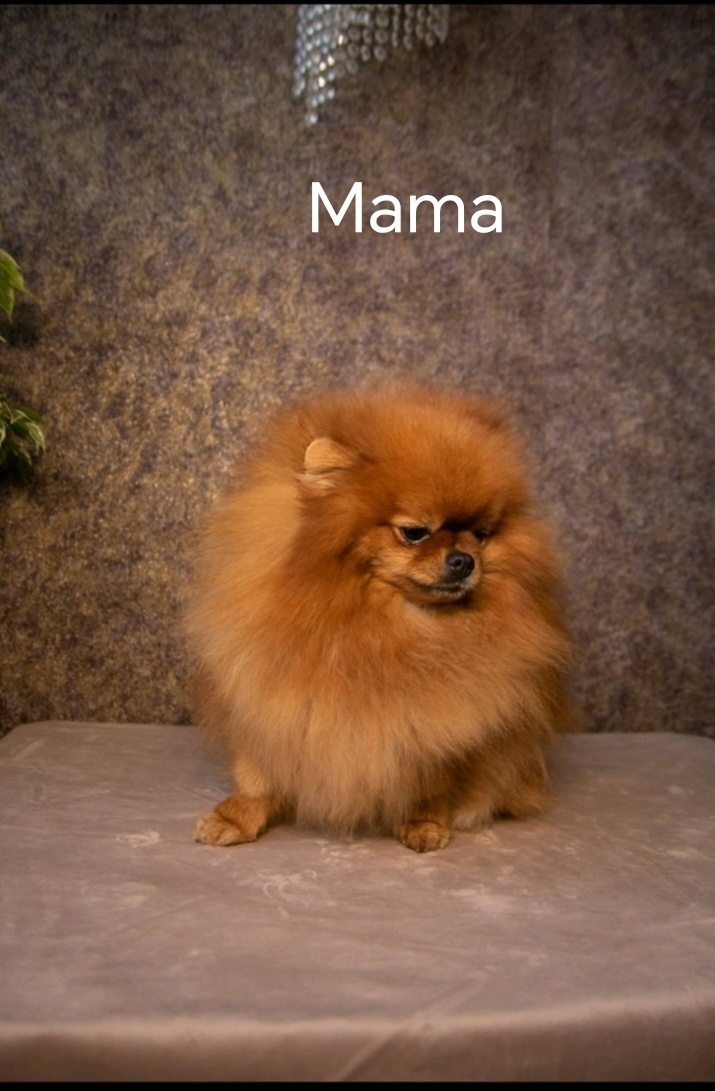 Predám pomeranian fenka - 6