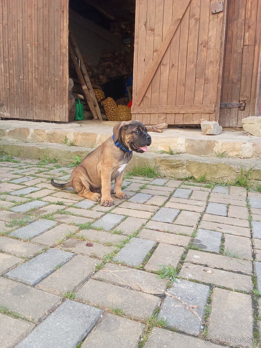 Cane corso na krytie - 6