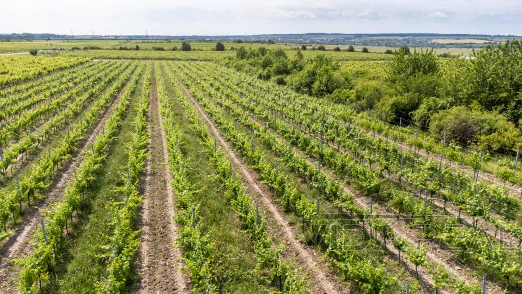 Na predaj zaujímavý pozemok v Modre s výmerou 6419 m2 - 6