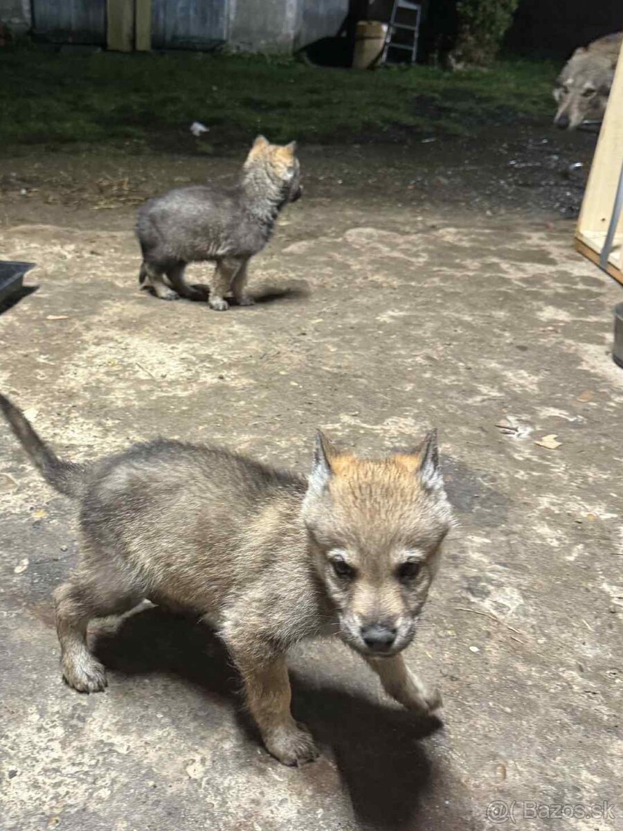 Československý vlčiak - 6