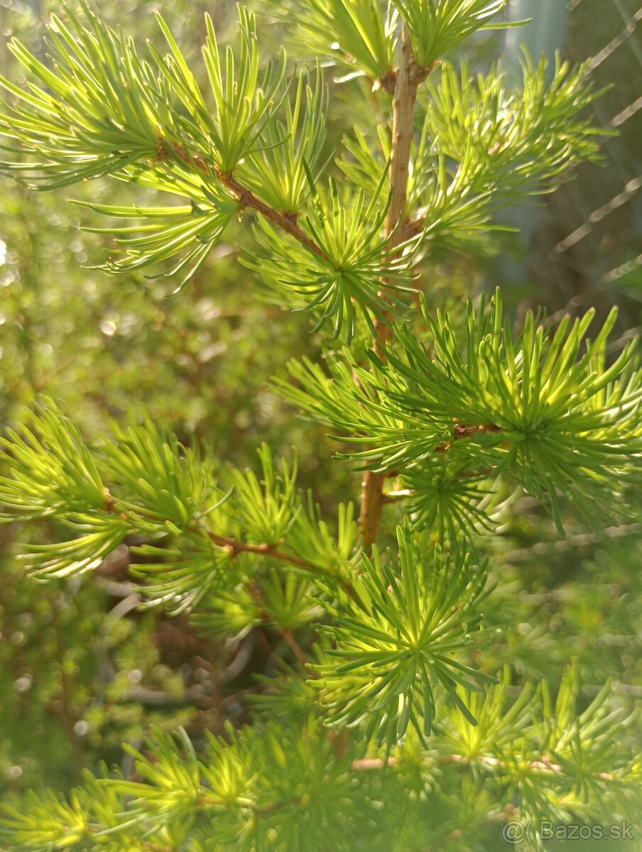 Smrekovec japonský - 6