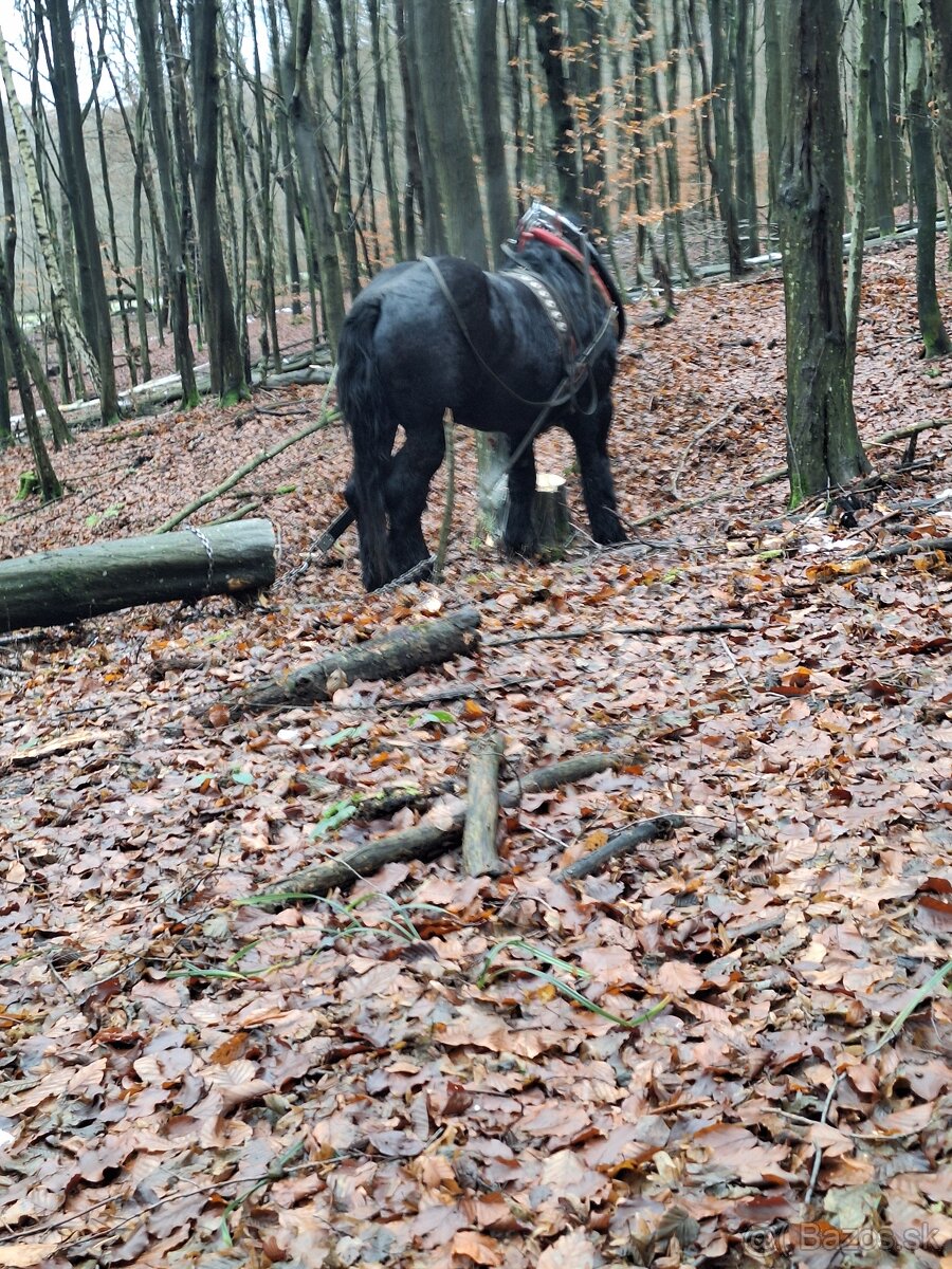 Predám čierneho žrebca - 6