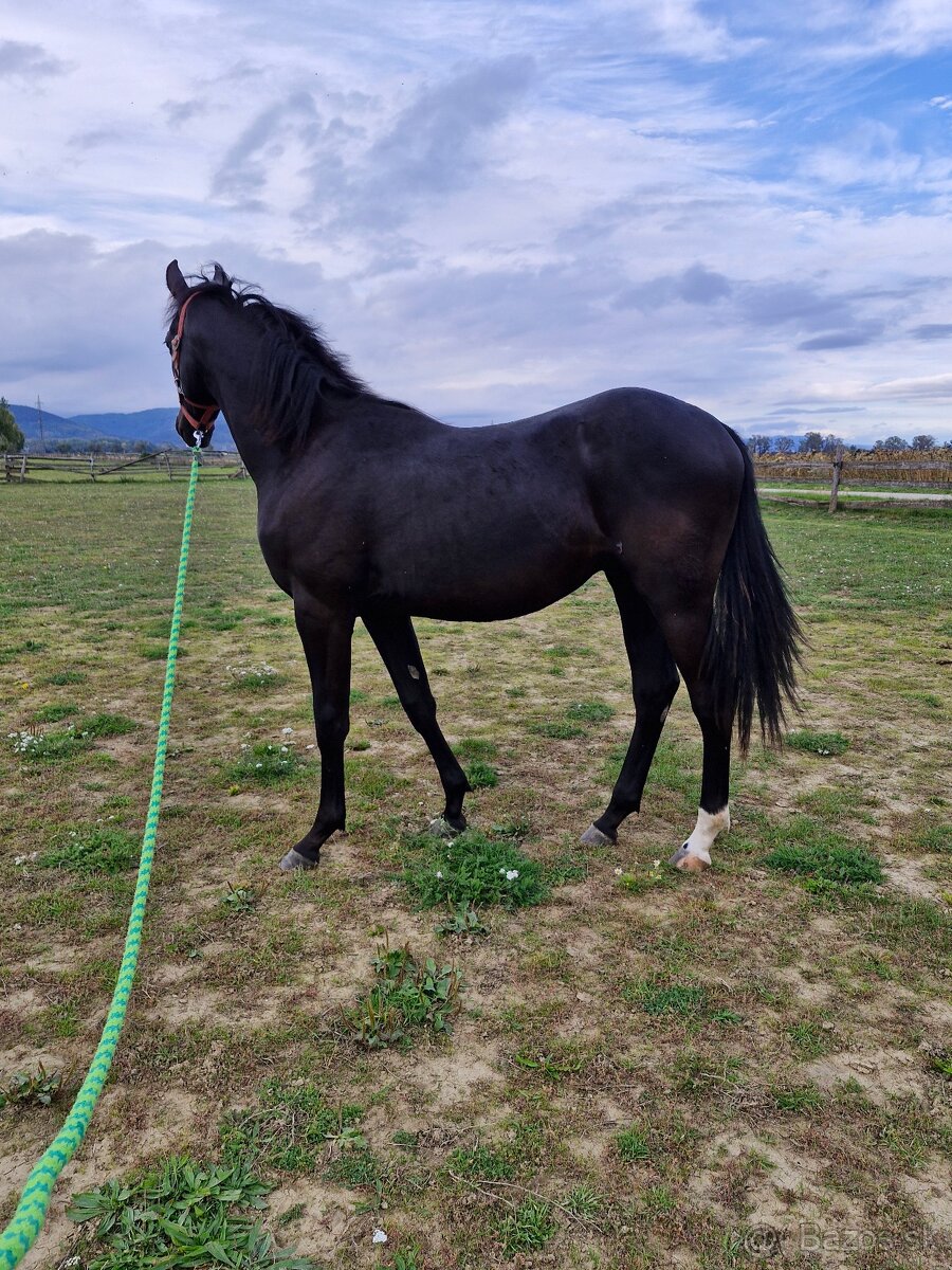 appaloosa žrebček - 6