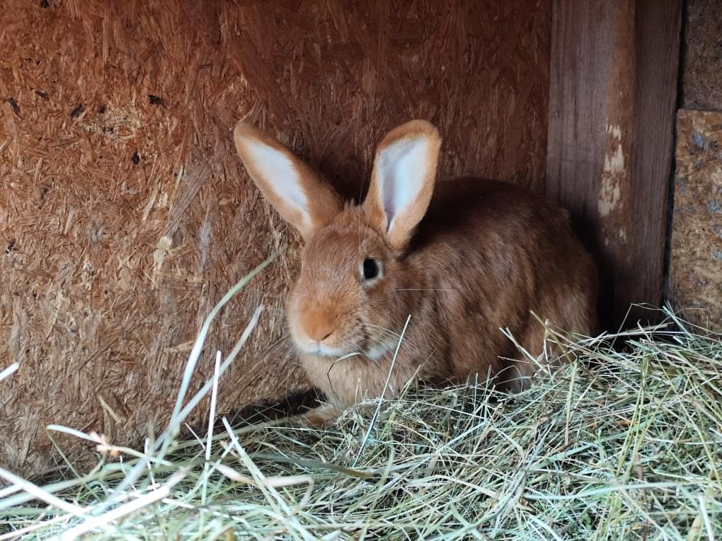 Burgunsky kralik - 6