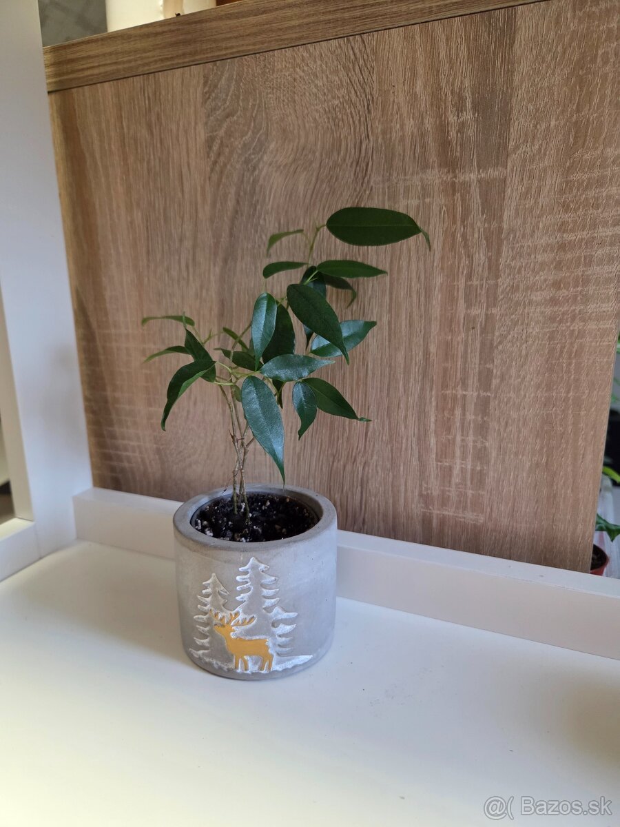 Izbové rastliny - 6