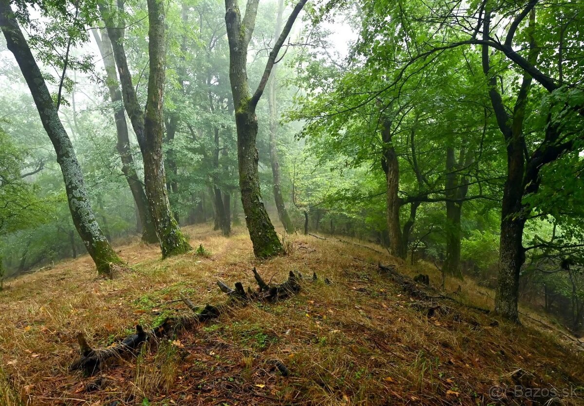 Nikon Z 24-70mm F/4 S - 6